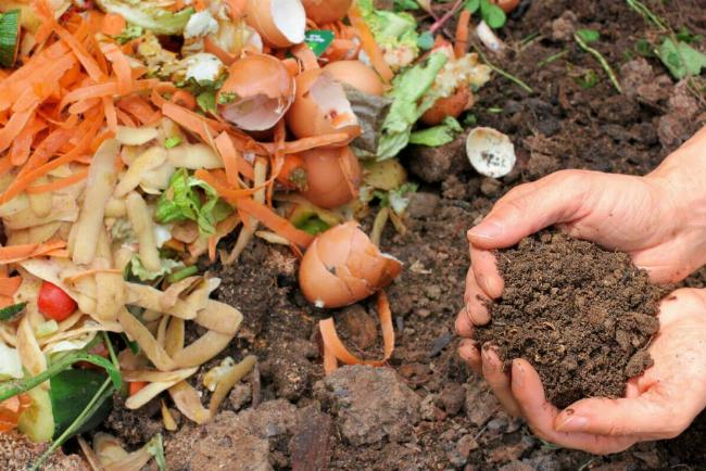 Thùng nuôi sâu quy tại nhà đơn giản và dễ làm cho người mới bắt đầu